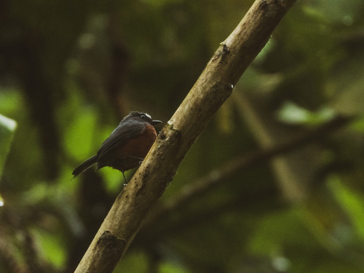 Chestnut-bellied Chat-Tyrant - ML627094189