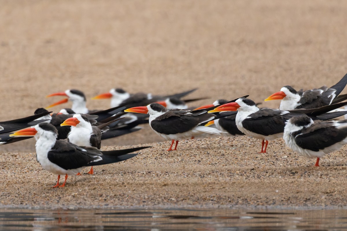 Ml Indian Skimmer Macaulay Library