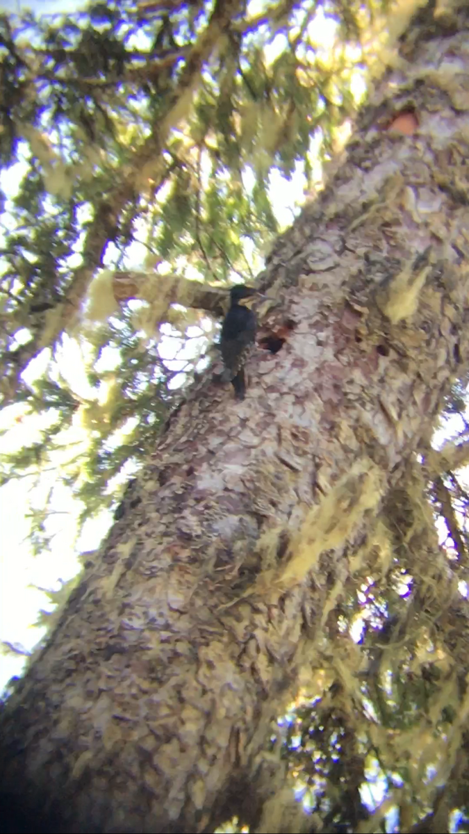 Black-backed Woodpecker - ML62709431