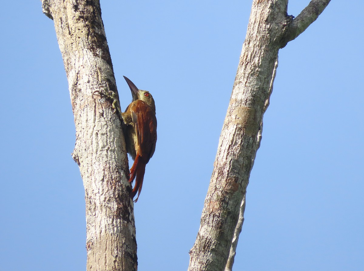 Red-billed Woodcreeper - ML627094344