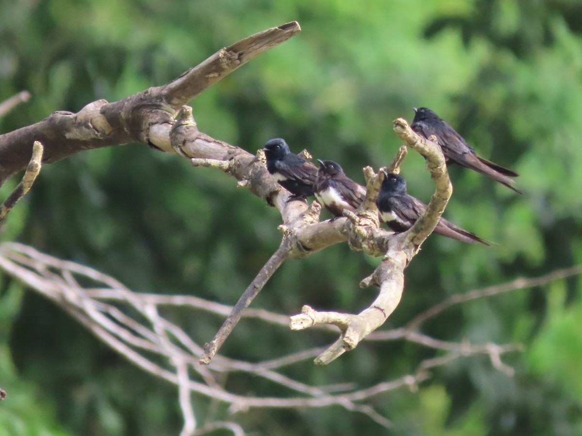 White-banded Swallow - ML627094363