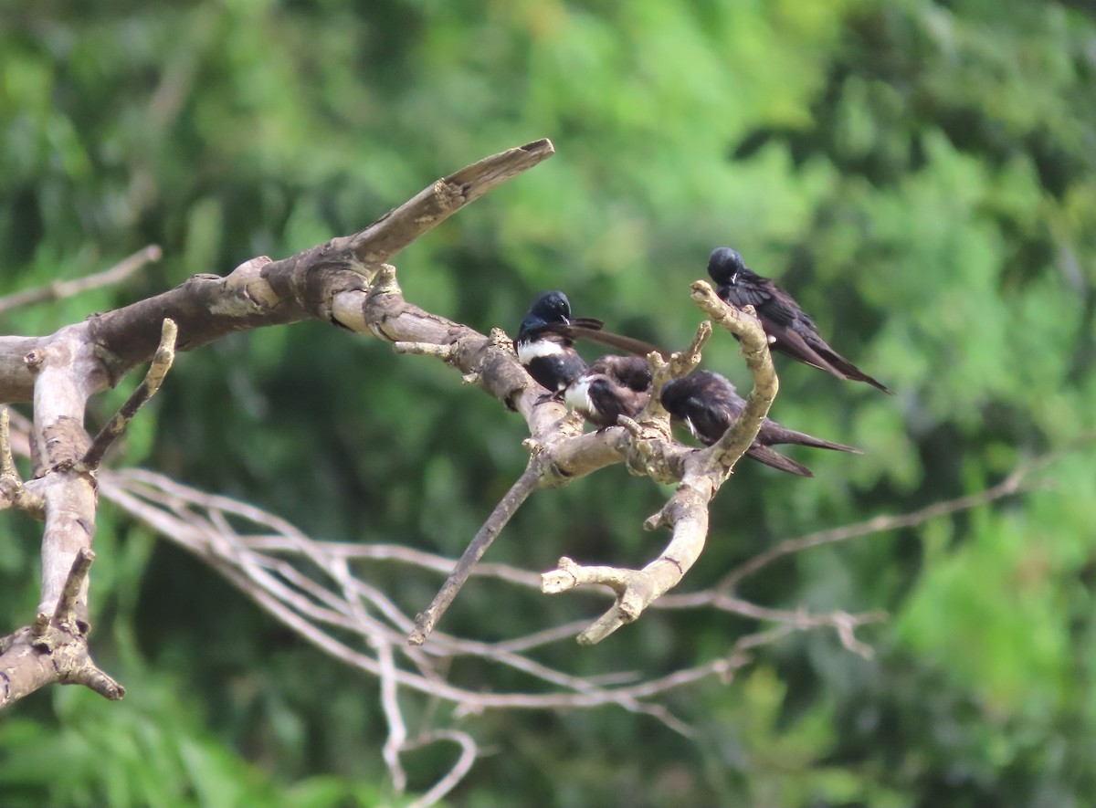 White-banded Swallow - ML627094364