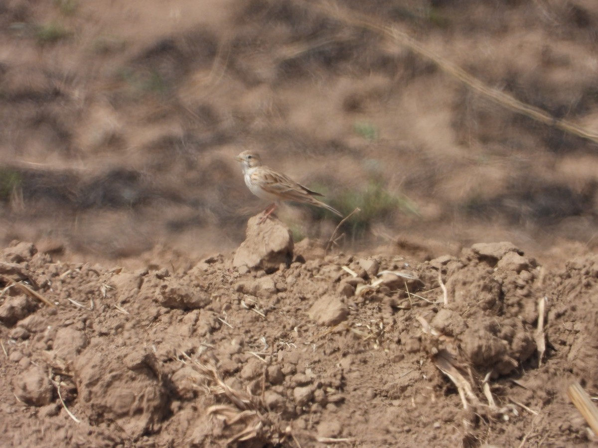 Asian Short-toed Lark - ML627094621