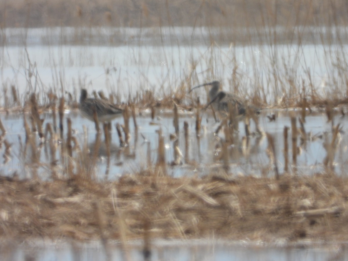 Eurasian Curlew - ML627094648