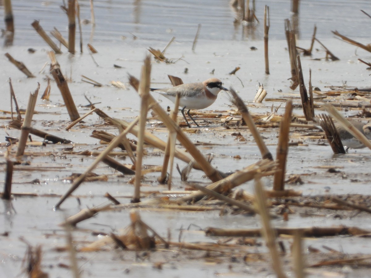 Greater Sand-Plover - ML627094663