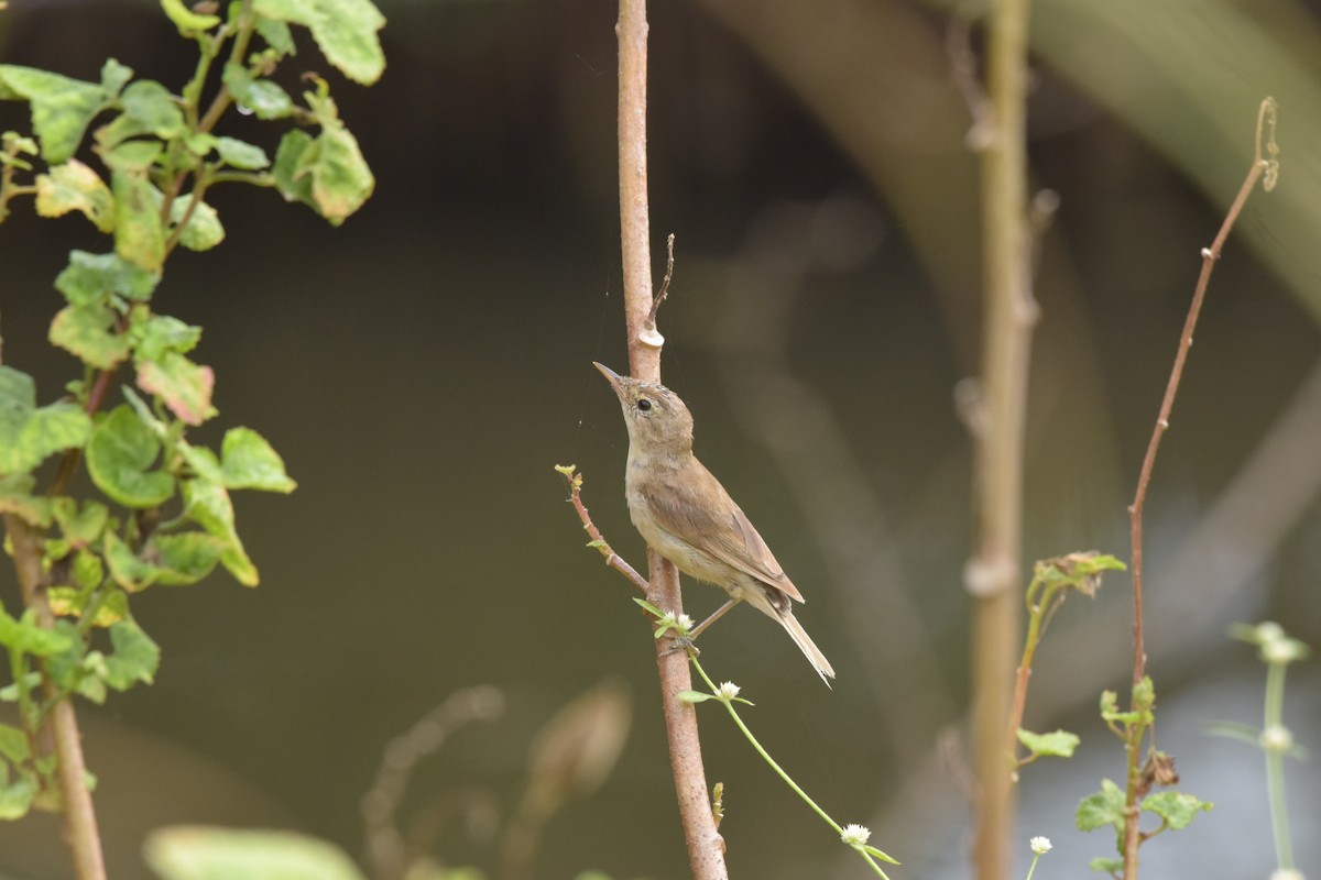 Sykes's Warbler - ML627094683