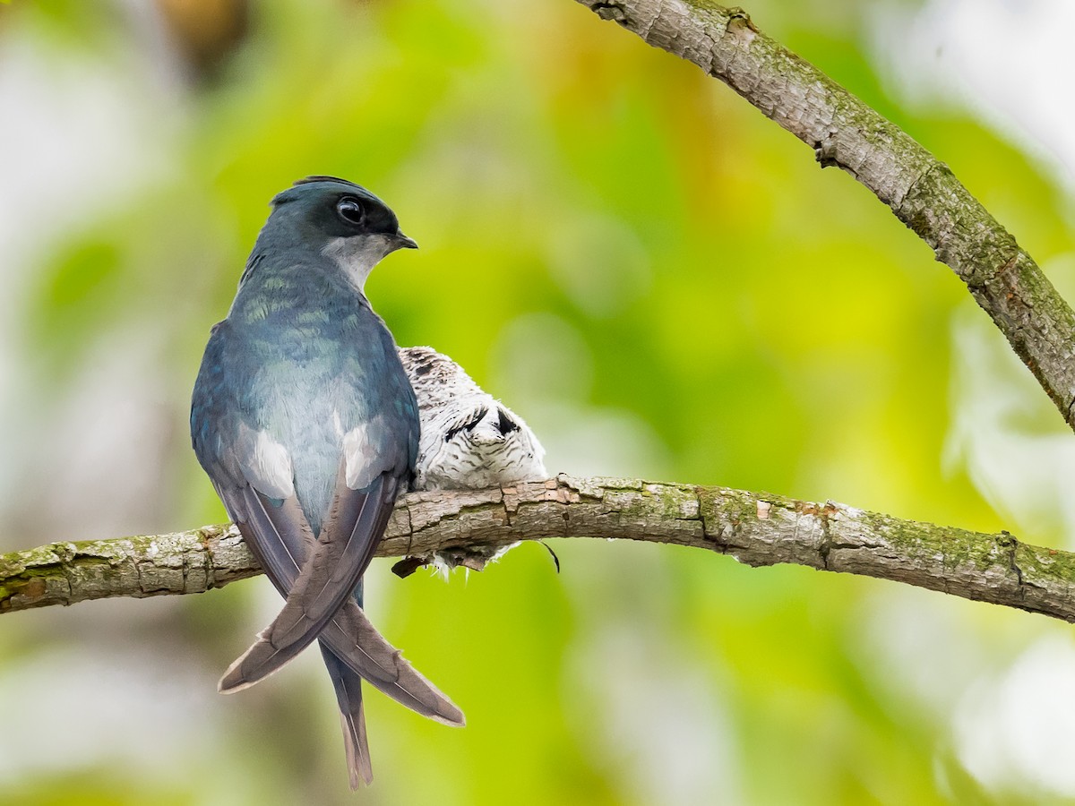 Gray-rumped Treeswift - ML62709491