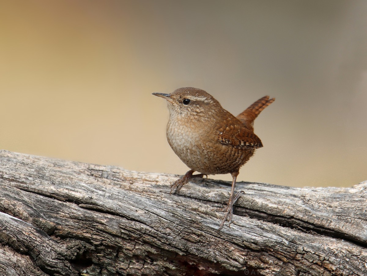 Eurasian Wren - ML627095058