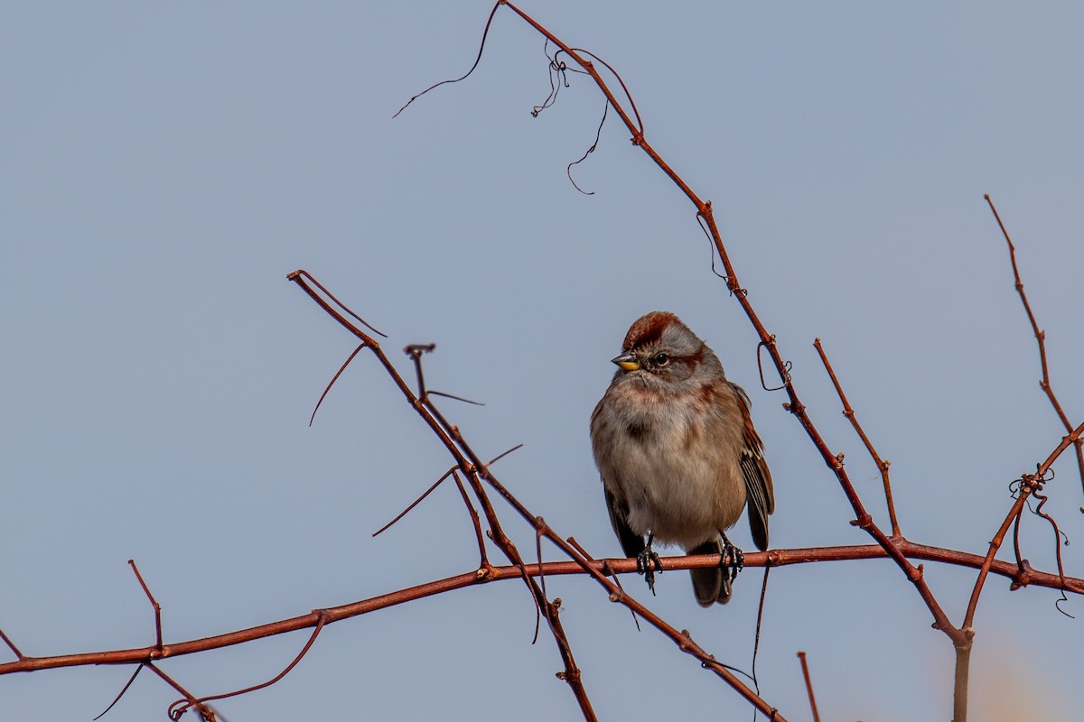 American Tree Sparrow - ML627095637