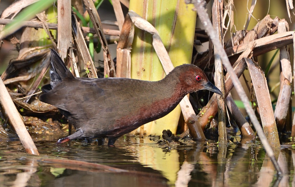 Ruddy-breasted Crake - ML627095639
