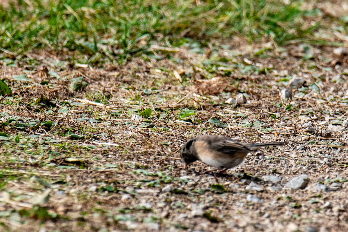 Dark-eyed Junco - ML627095640