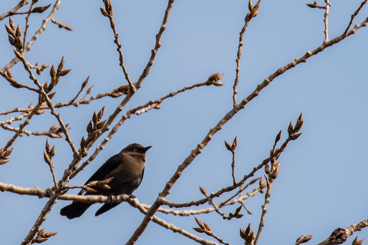 Rusty Blackbird - ML627095647
