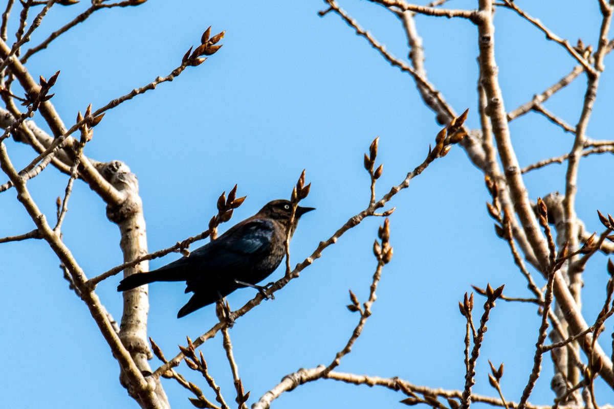 Rusty Blackbird - ML627095648