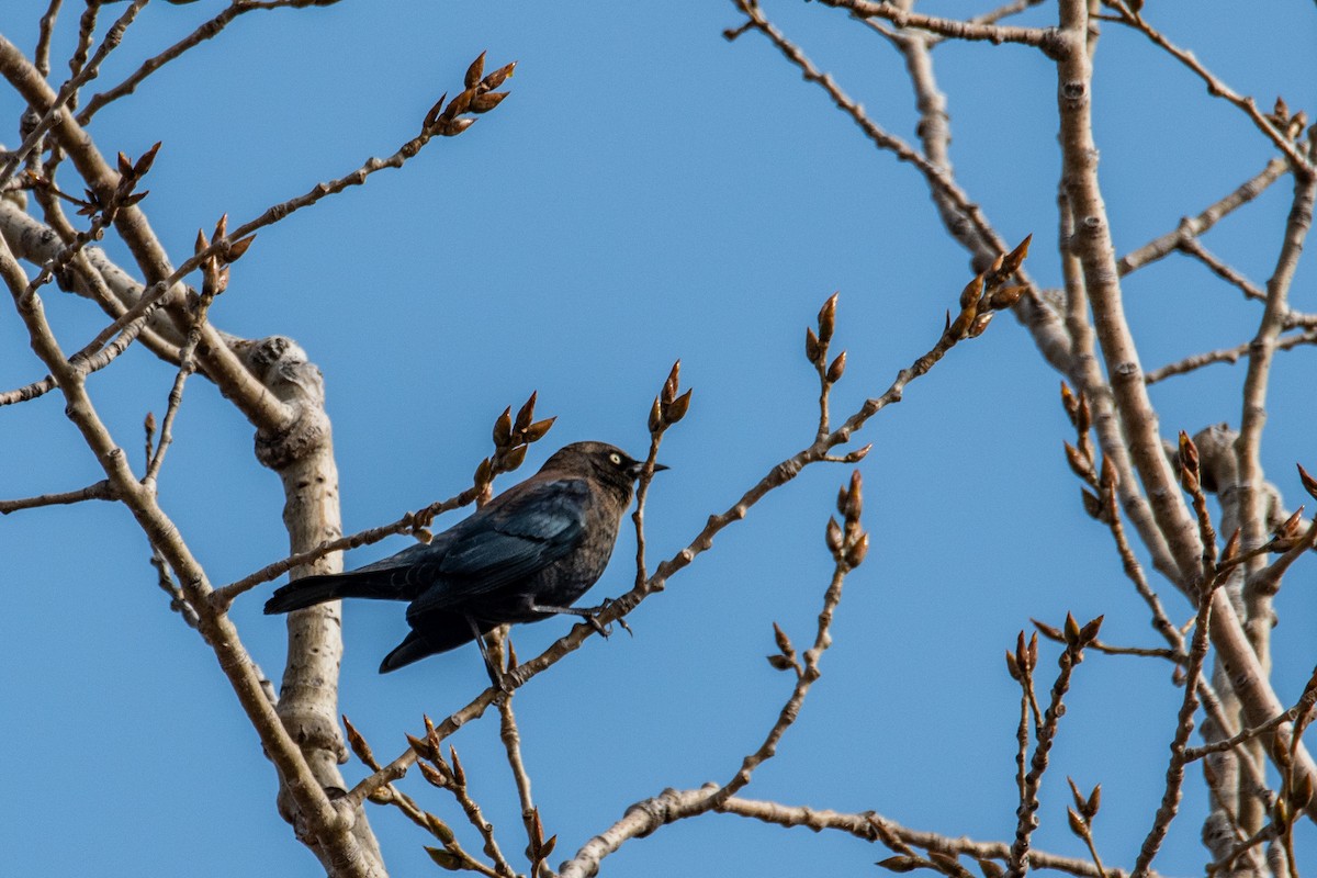 Rusty Blackbird - ML627095649
