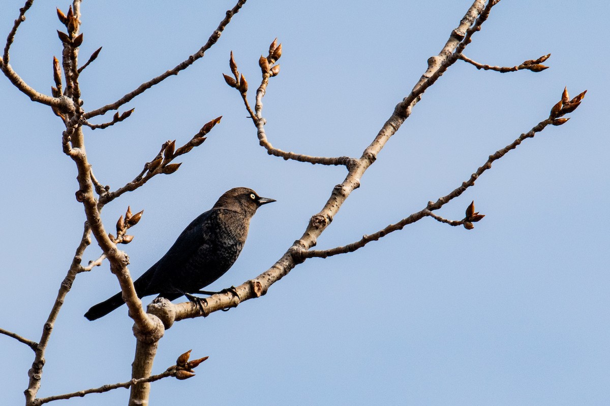 Rusty Blackbird - ML627095650