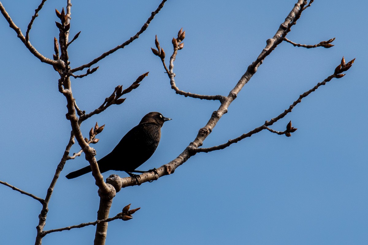 Rusty Blackbird - ML627095651