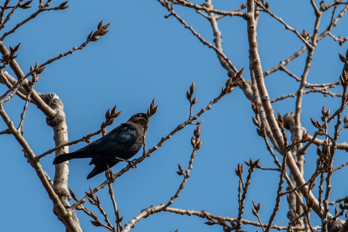Rusty Blackbird - ML627095652