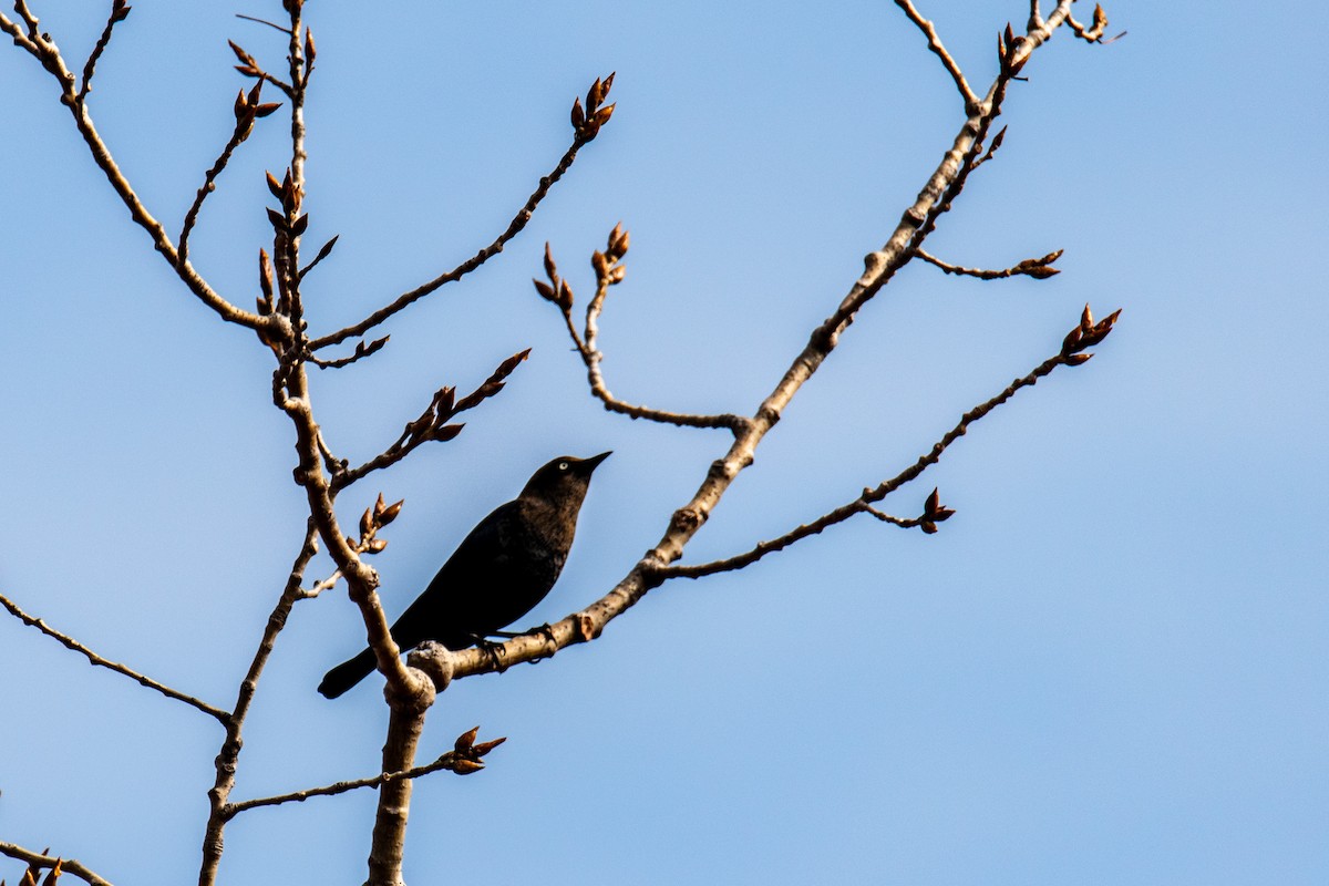 Rusty Blackbird - ML627095655