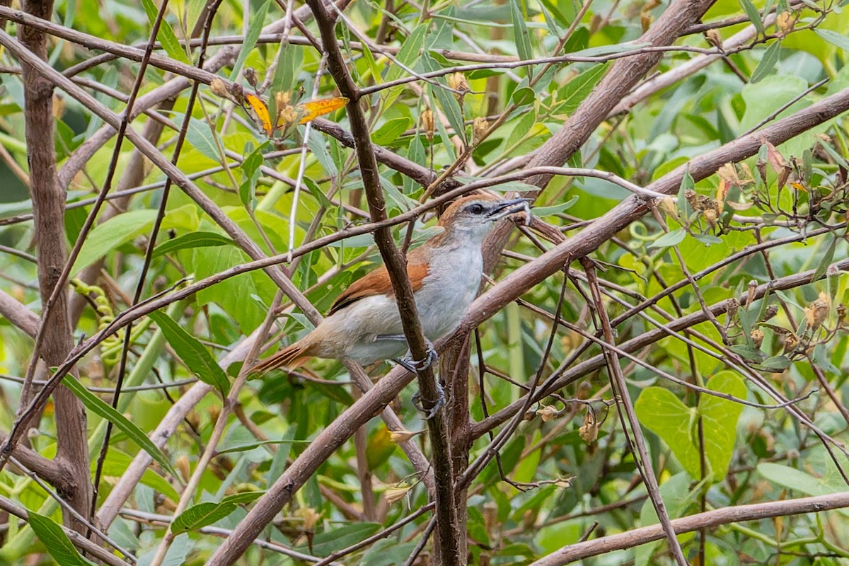 Yellow-chinned Spinetail - ML627095657