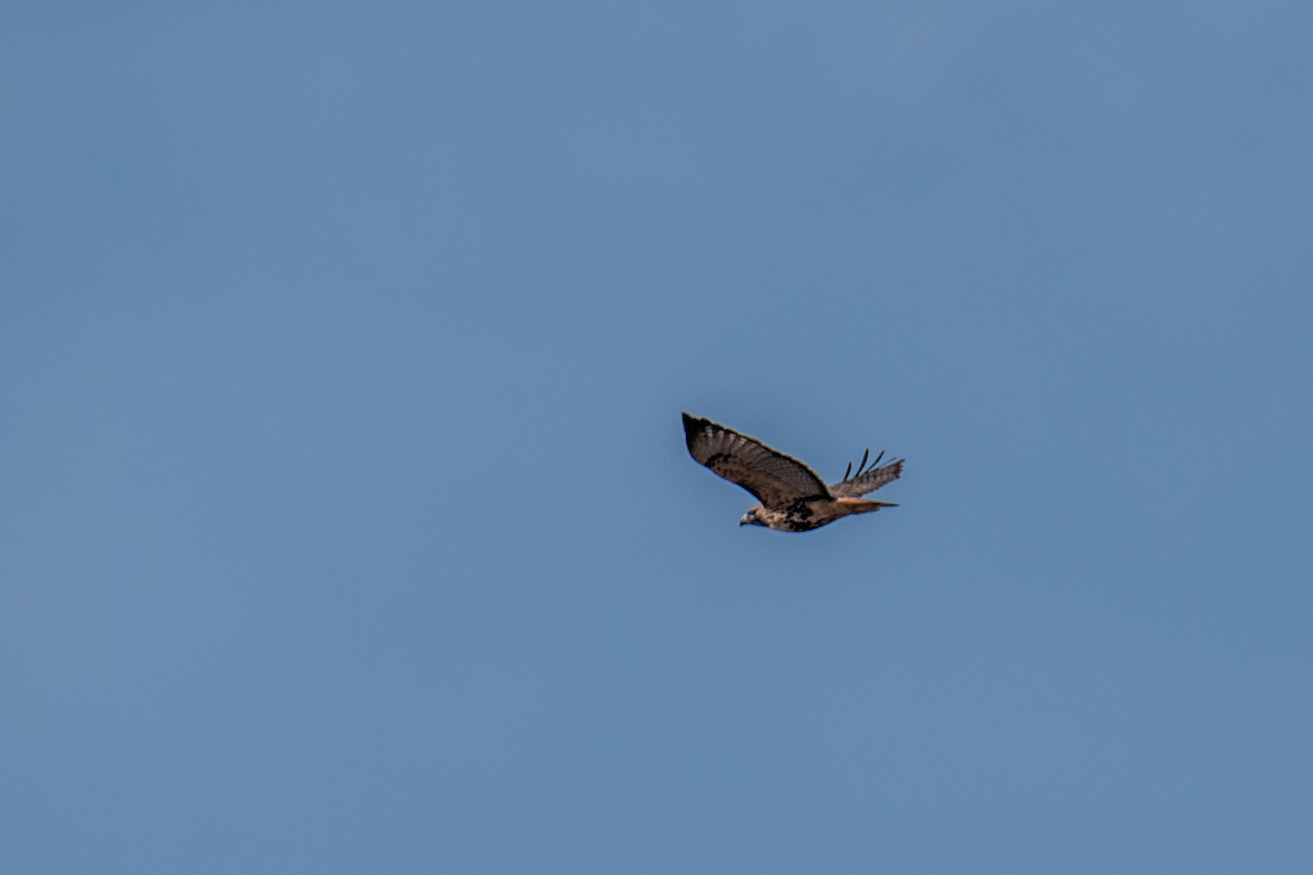 Red-tailed Hawk - ML627095658