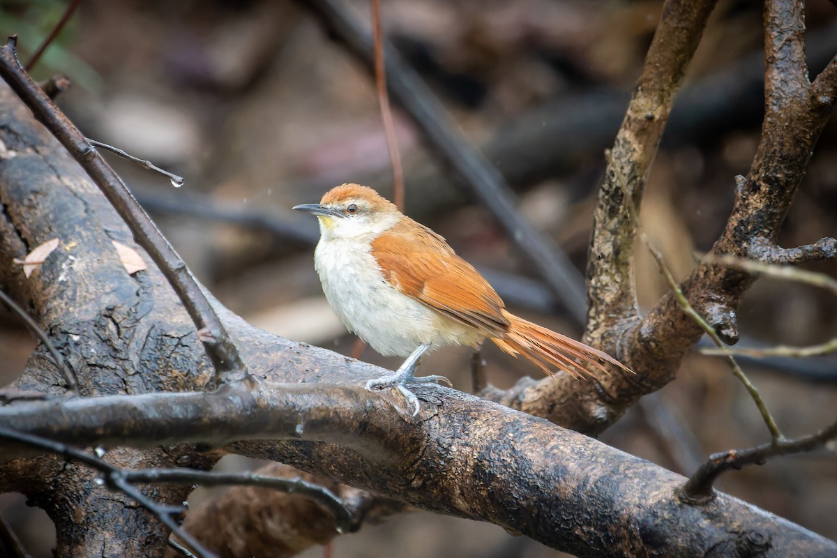 Yellow-chinned Spinetail - ML627095686