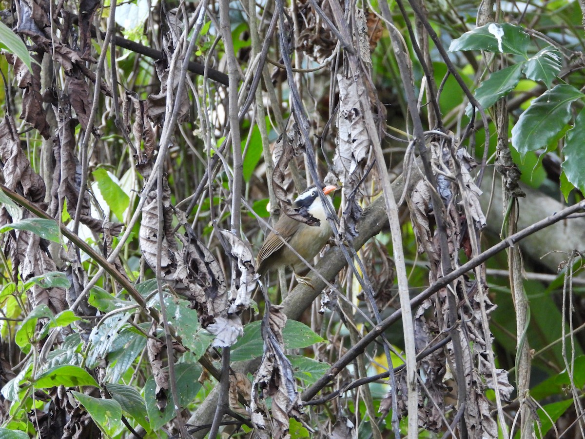 Brown-crowned Scimitar-Babbler - ML627095725