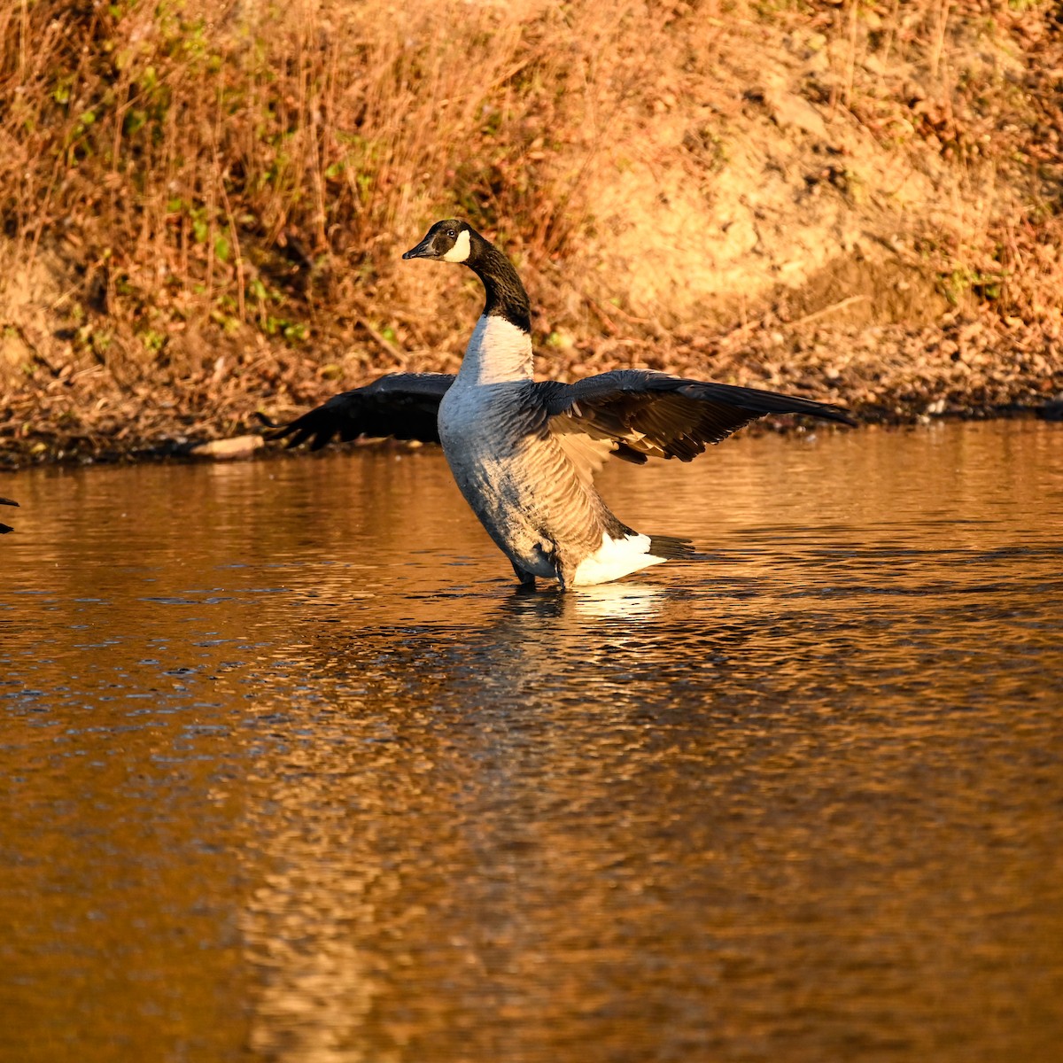 Canada Goose - ML627095740