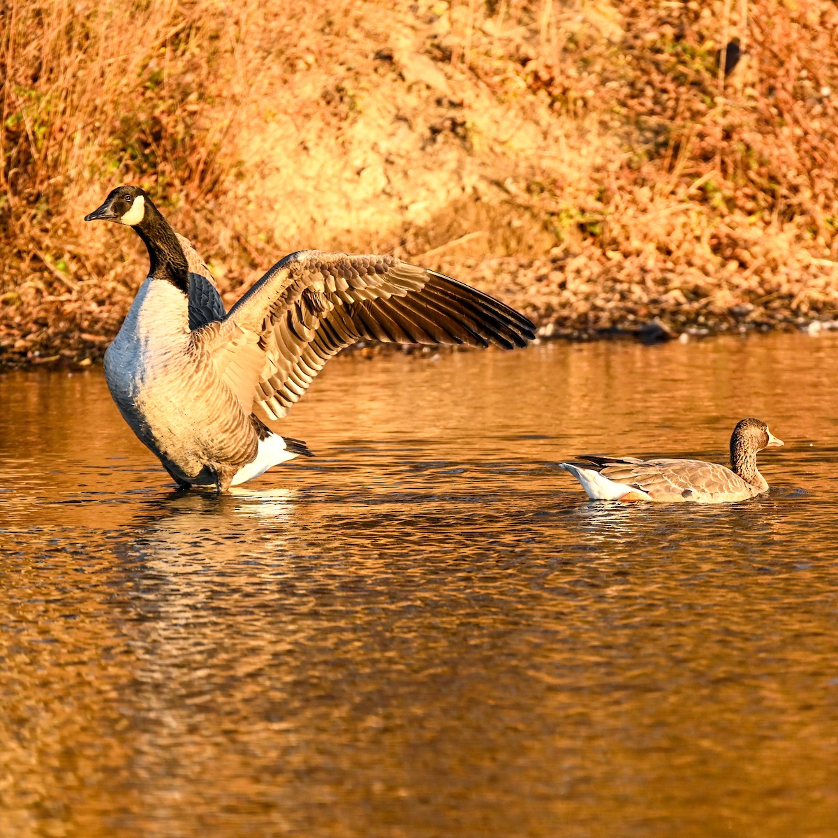 Canada Goose - ML627095744