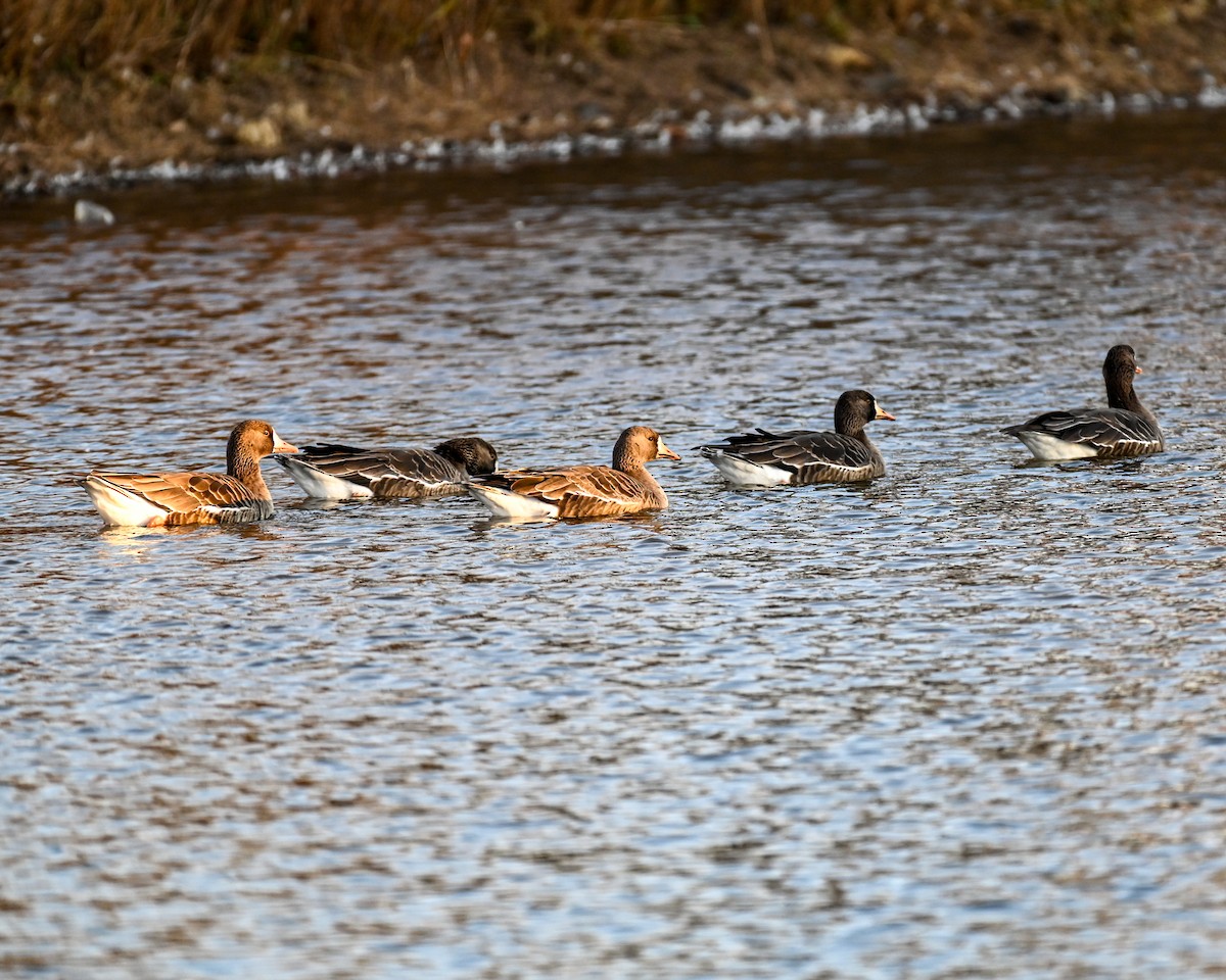 Greater White-fronted Goose - ML627095763