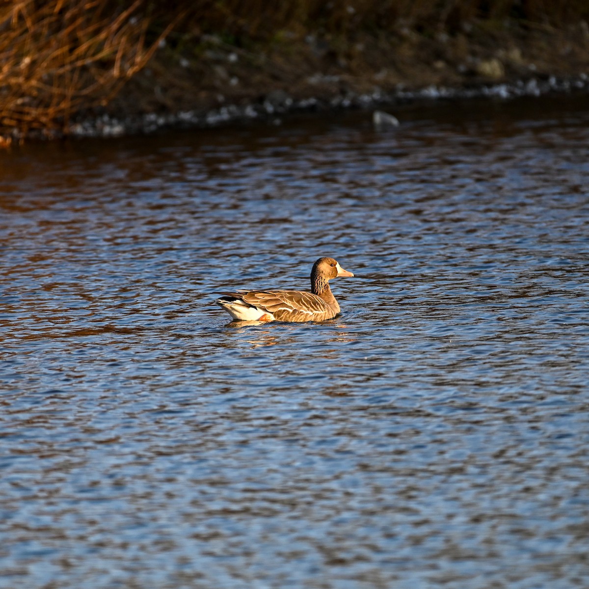 Greater White-fronted Goose - ML627095769