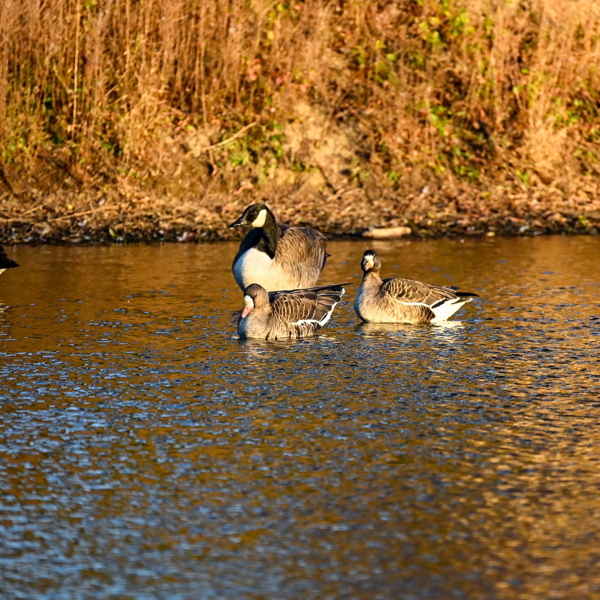 Greater White-fronted Goose - ML627095777