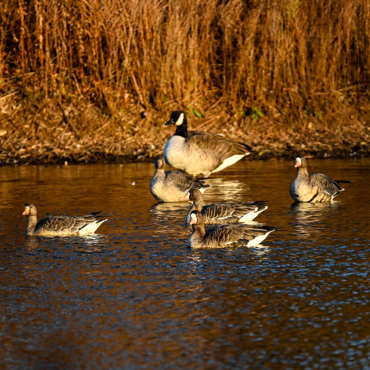 Greater White-fronted Goose - ML627095778