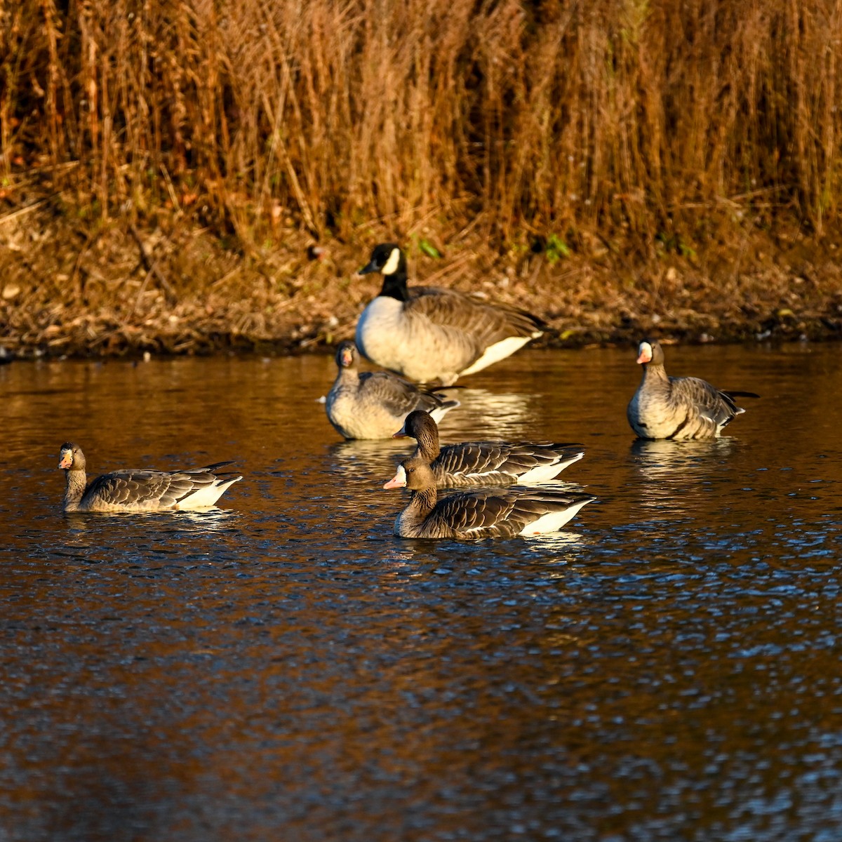 Greater White-fronted Goose - ML627095779