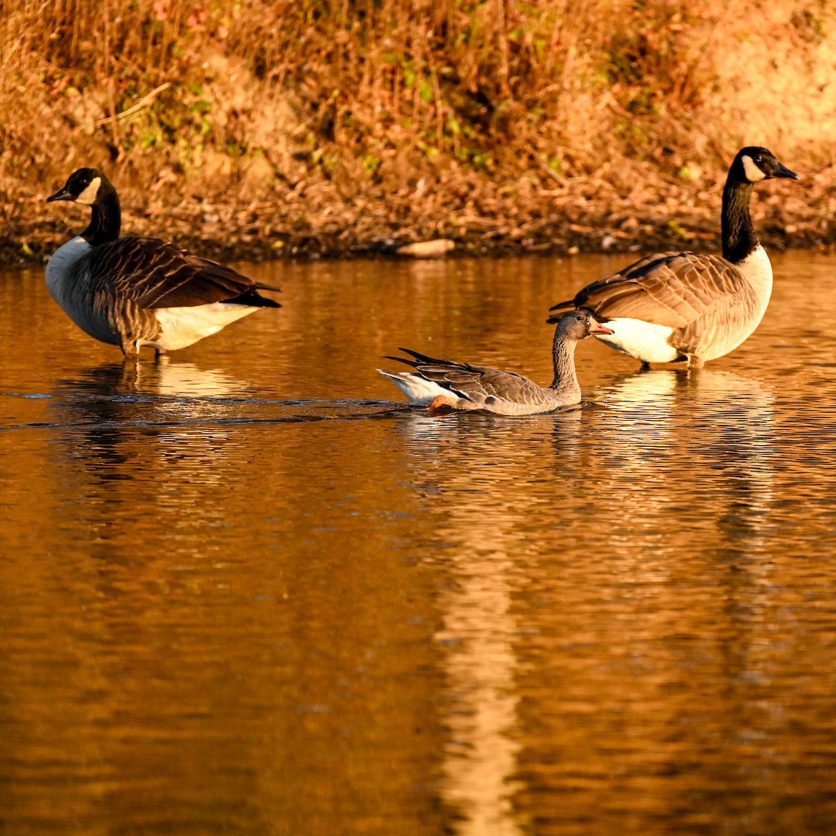 Greater White-fronted Goose - ML627095781