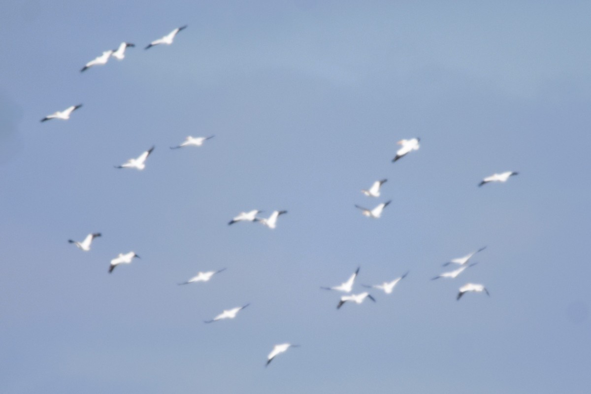 American White Pelican - ML627095793