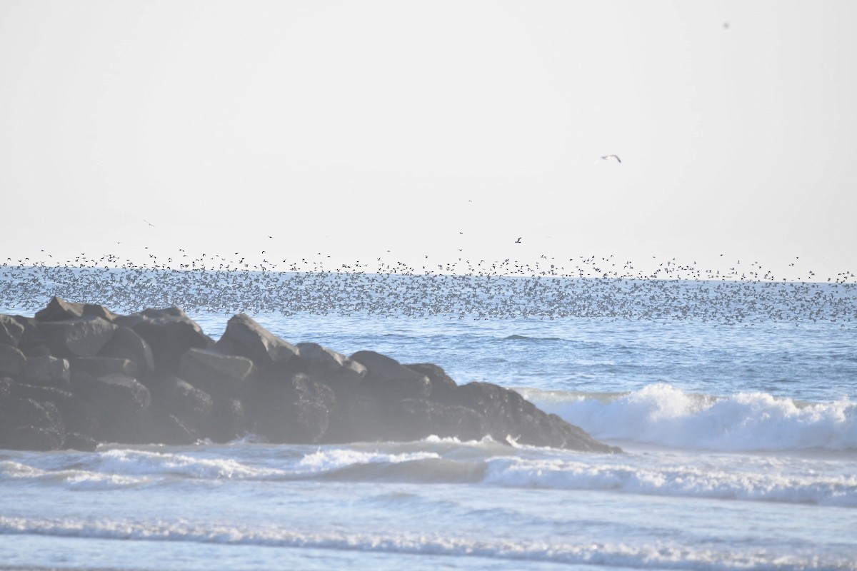 Black-vented Shearwater - ML627095849