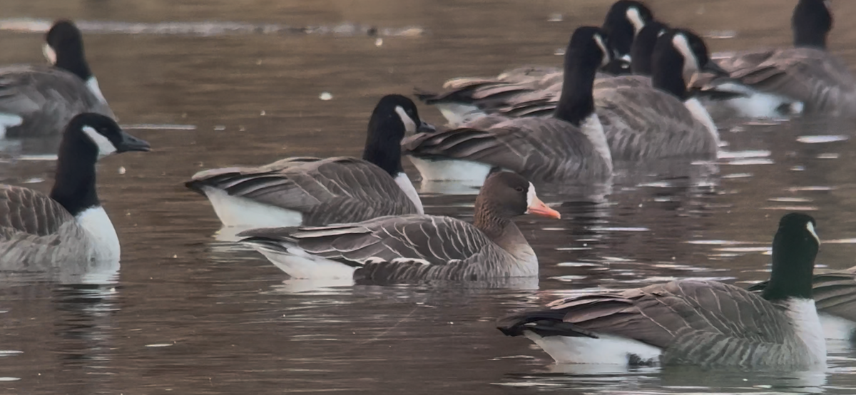 Greater White-fronted Goose - Joel Strong