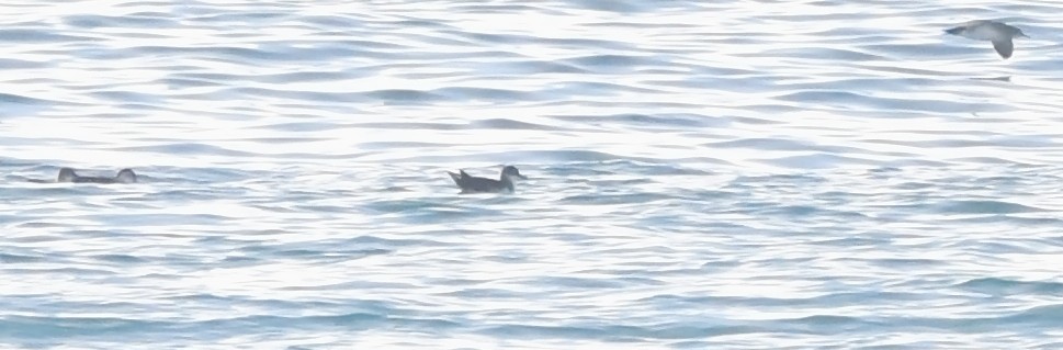 Manx Shearwater - ML627095927