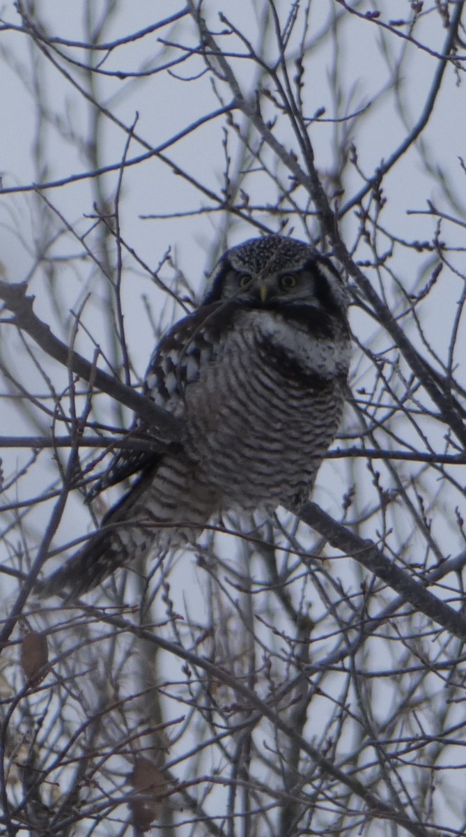 Northern Hawk Owl - ML627096111