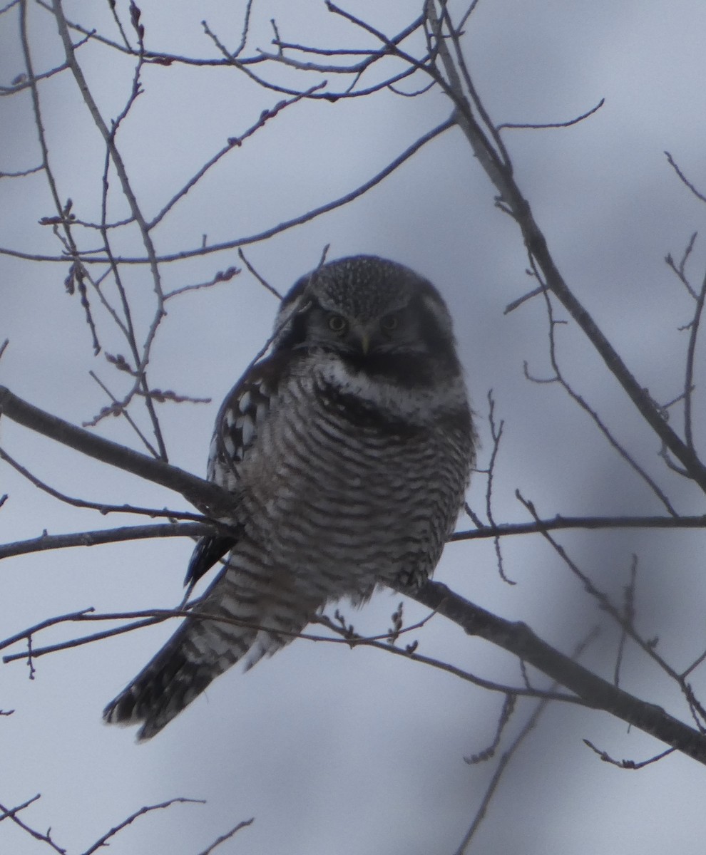 Northern Hawk Owl - ML627096112