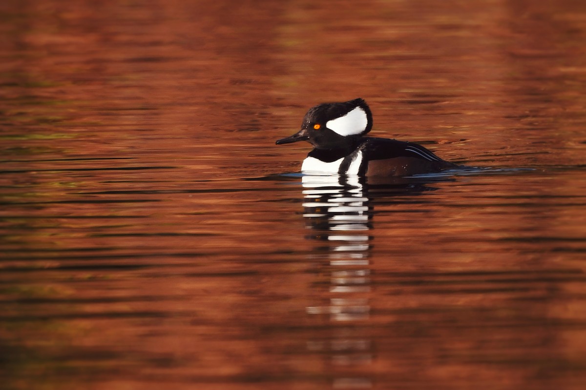 Hooded Merganser - ML627096121