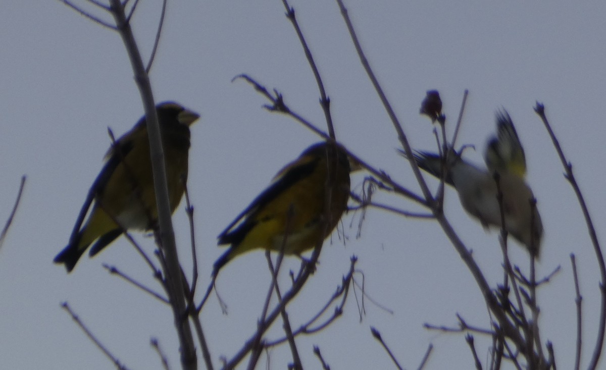 Evening Grosbeak - ML627096169