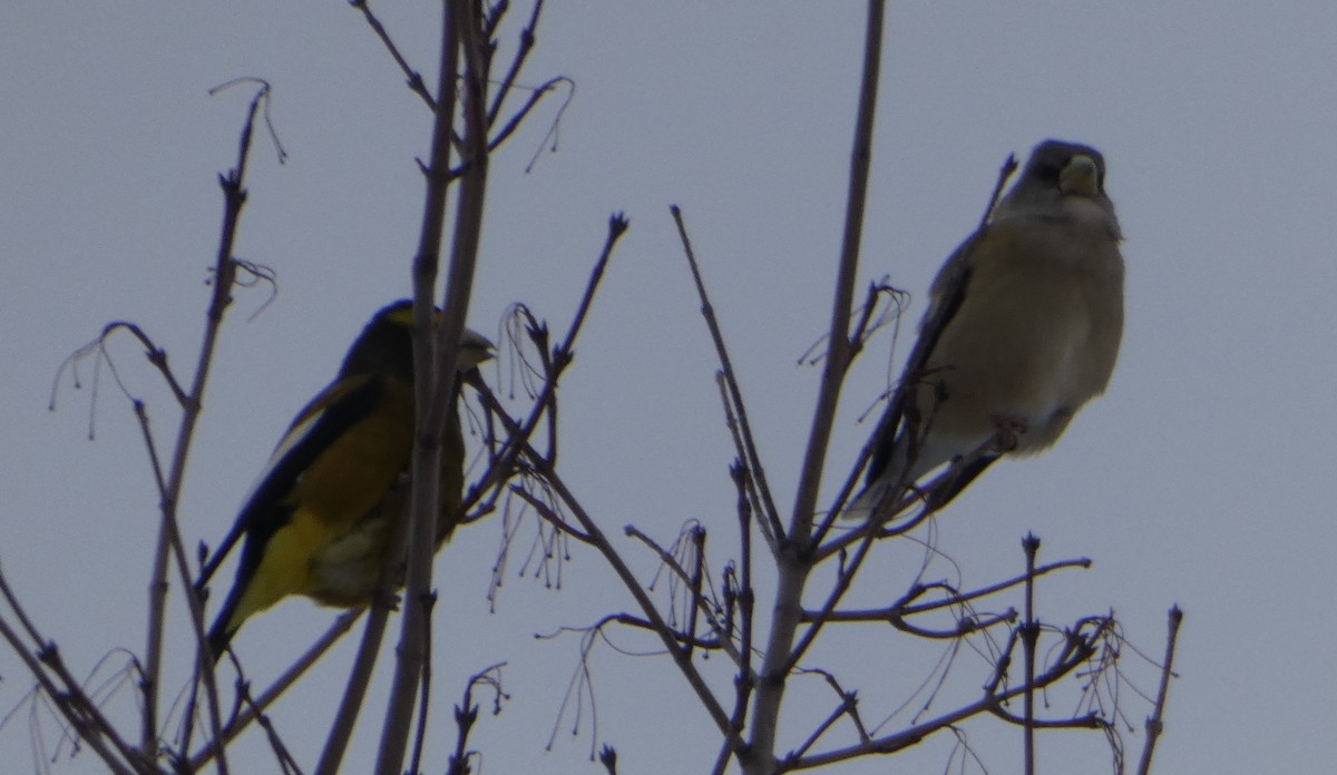 Evening Grosbeak - ML627096170