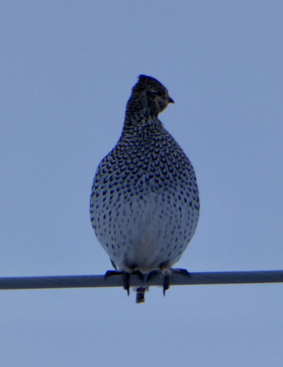 Sharp-tailed Grouse - ML627096235