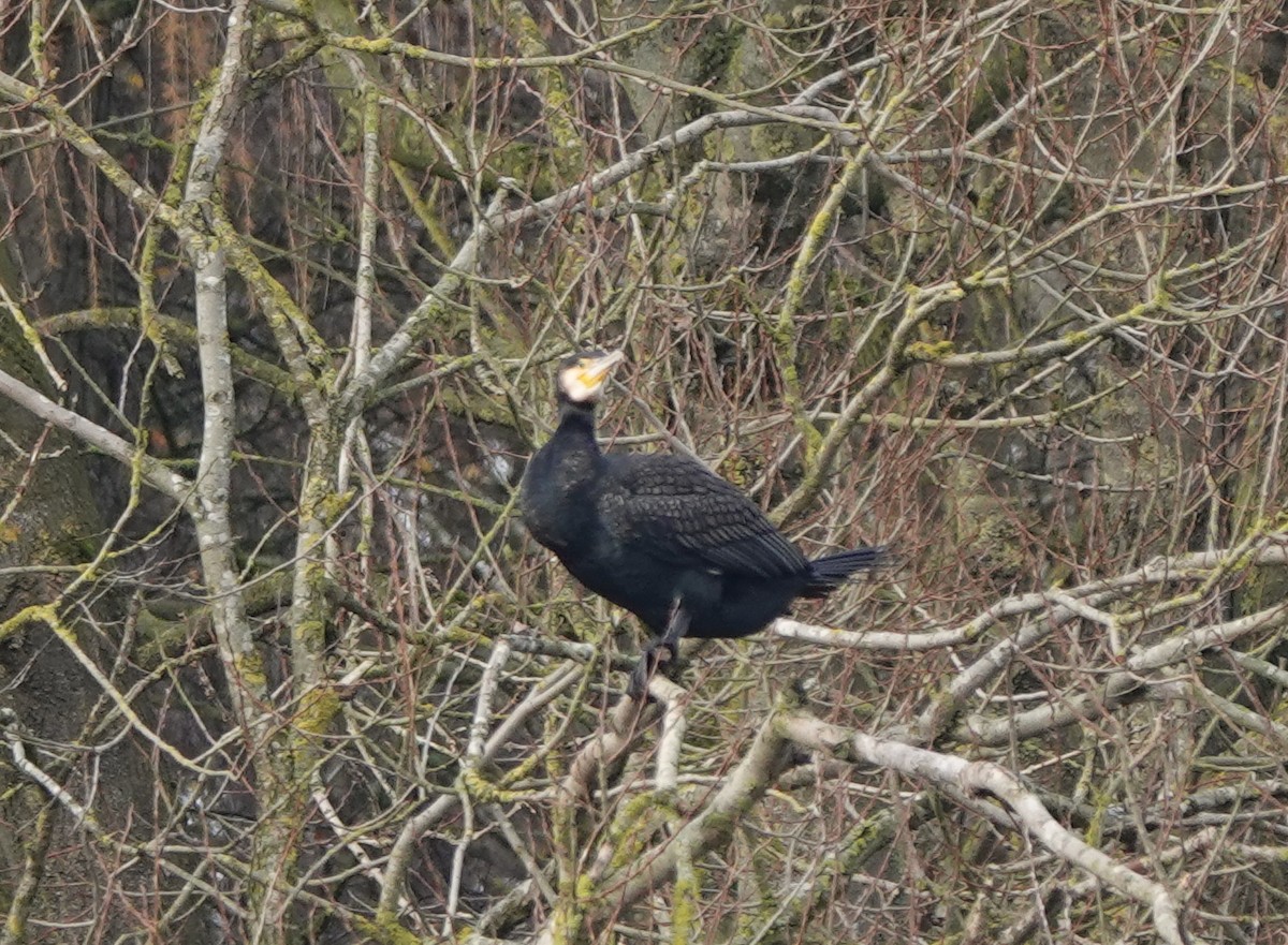 Great Cormorant - ML627096236