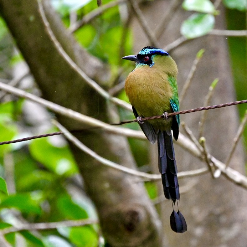 Lesson's Motmot - ML627096242