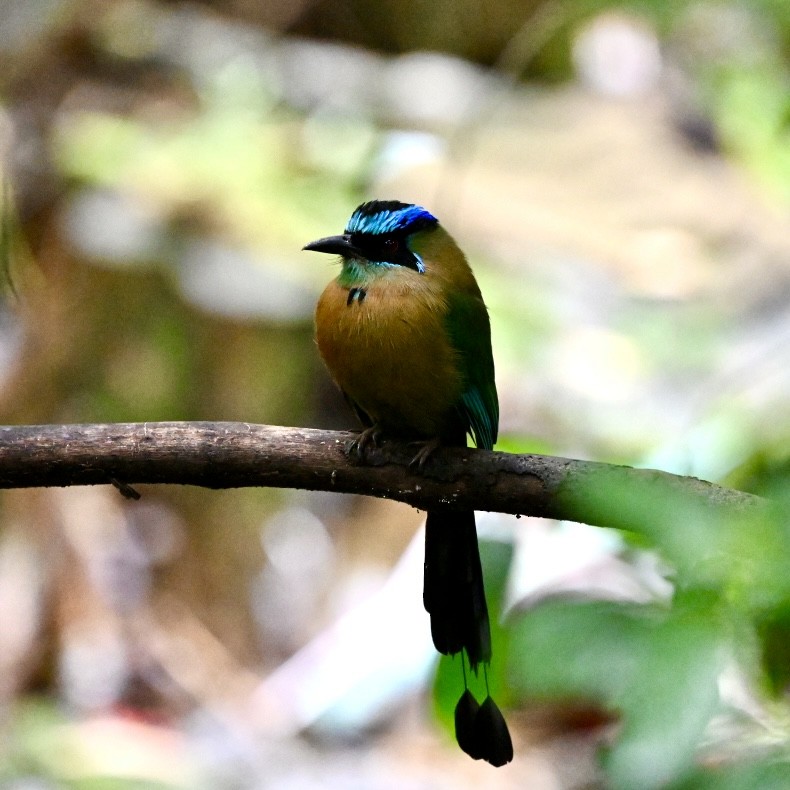 Lesson's Motmot - ML627096243