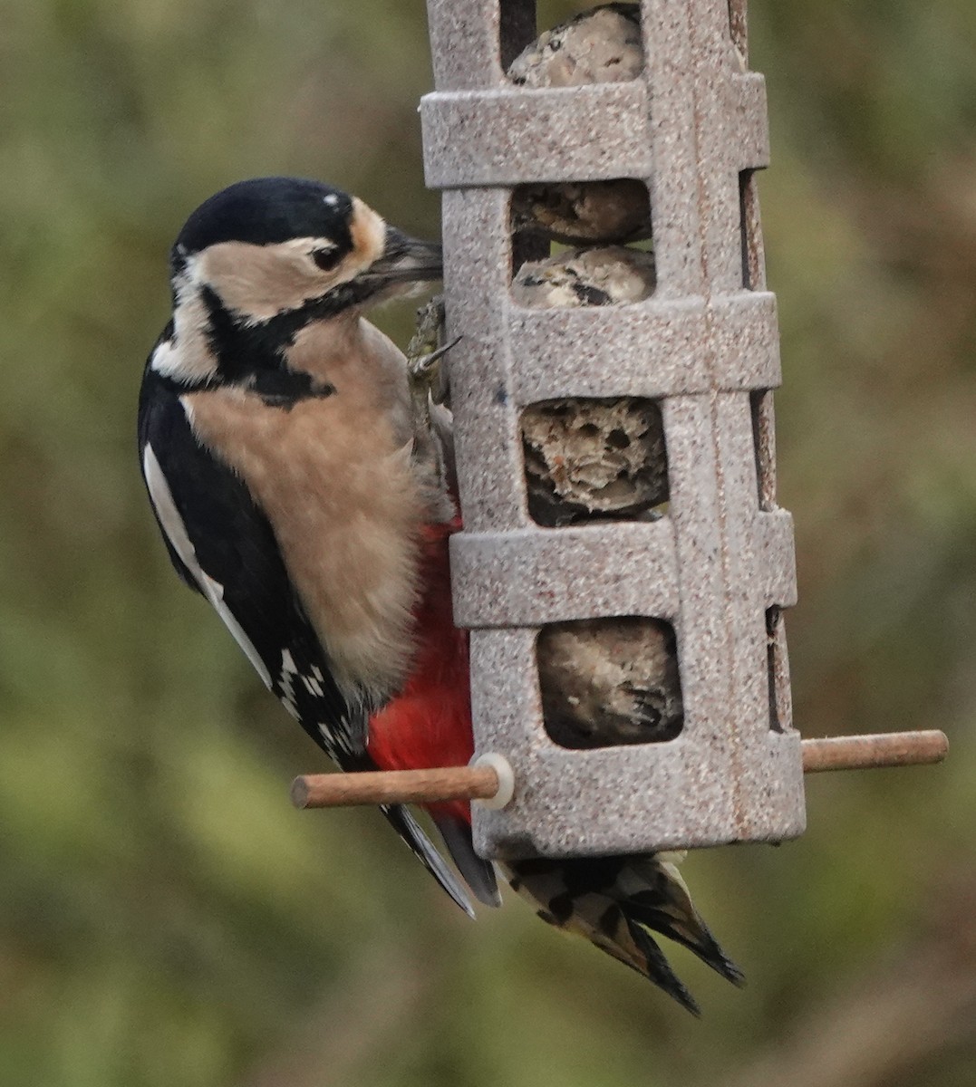 Great Spotted Woodpecker - ML627096249