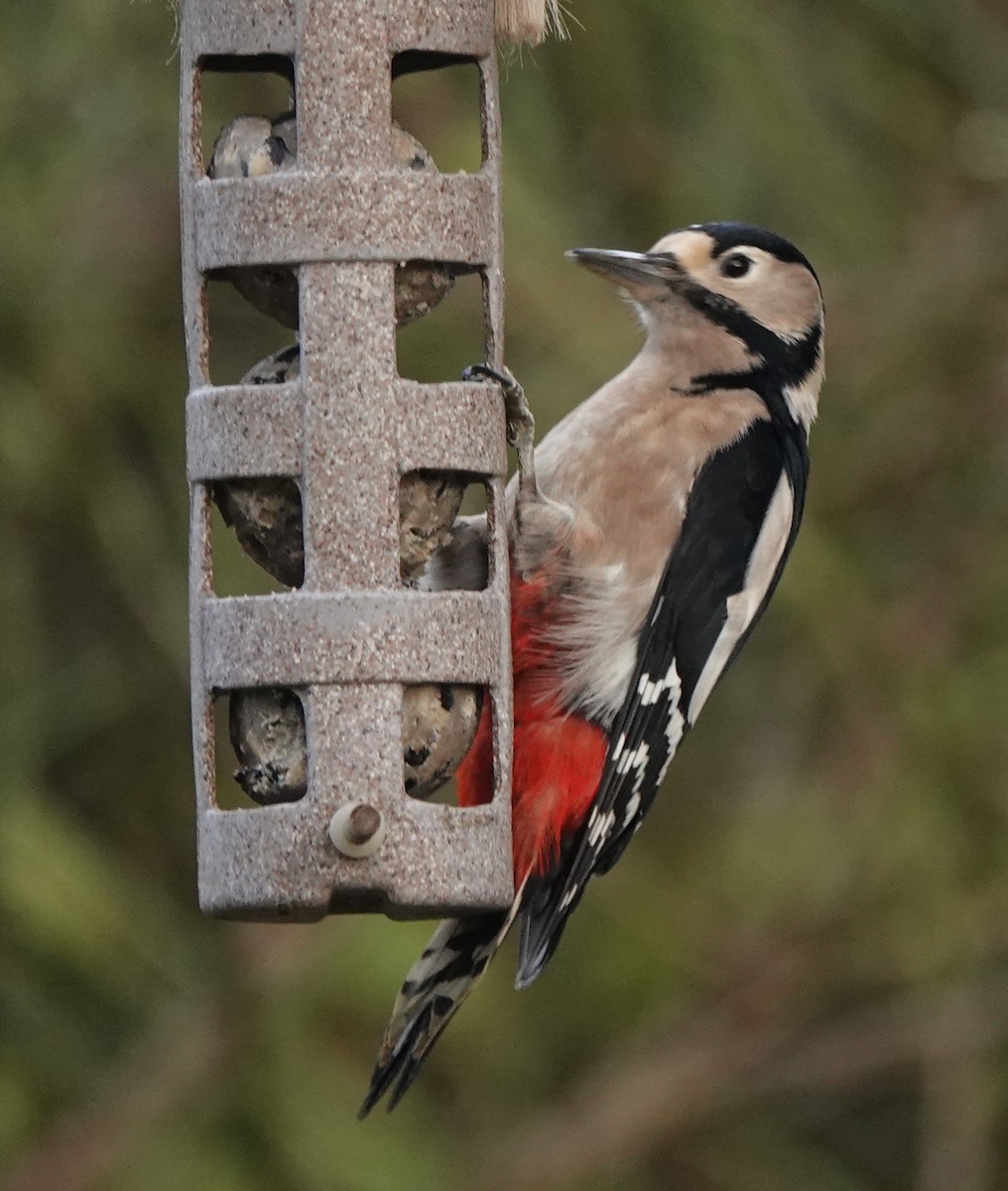 Great Spotted Woodpecker - ML627096250