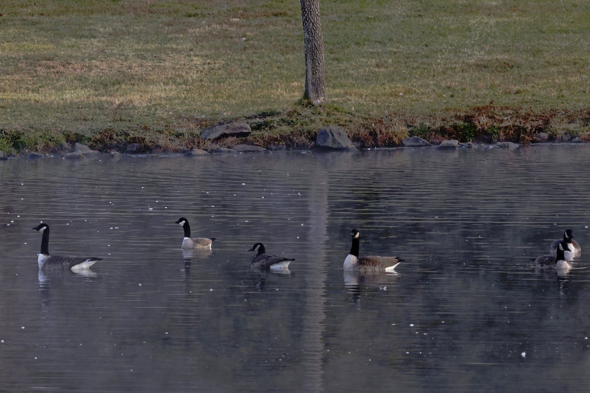 Cackling Goose - ML627096272